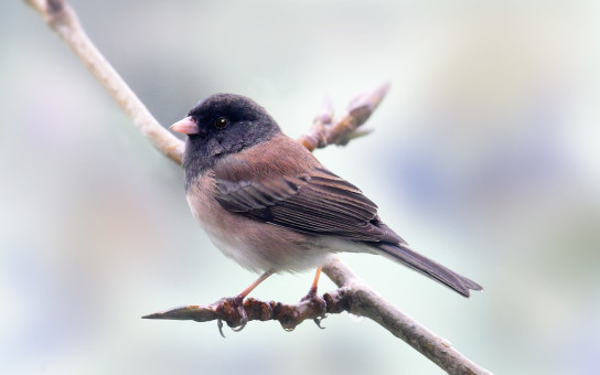 Handsome Junco