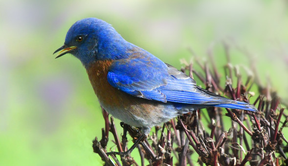 Singing Bluebird