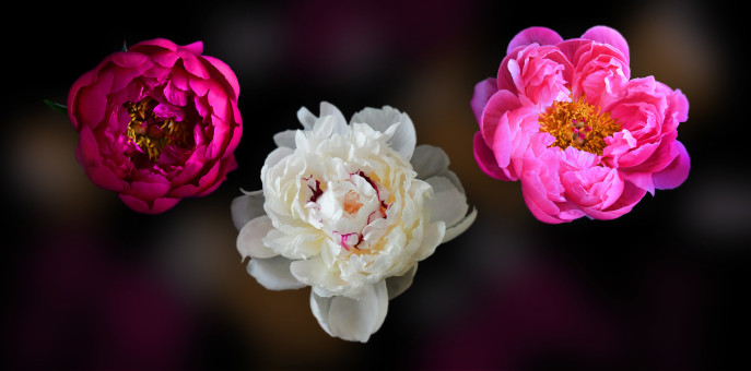 Delightful Peonies