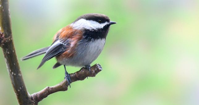 Winsome Chickadee