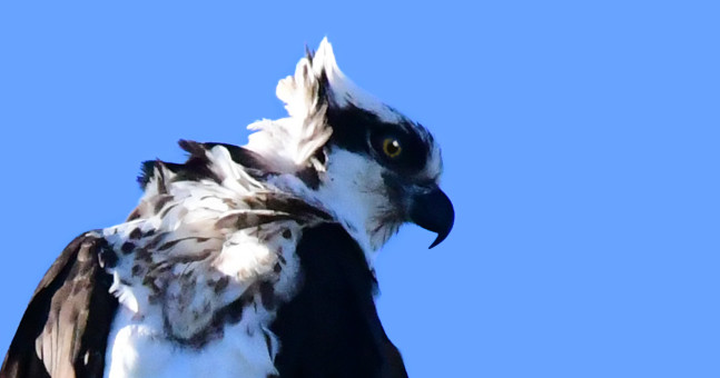 Osprey Portrait