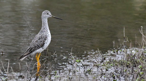 Spring Day At The Lake