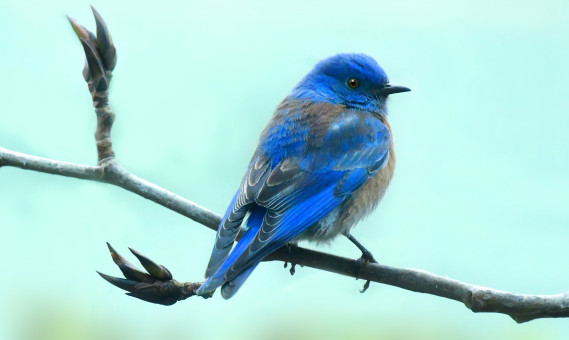 Handsome Western Bluebird