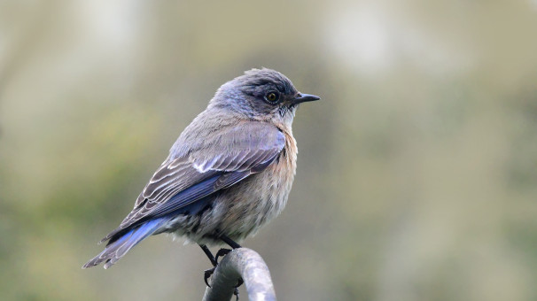 Beautiful Female Western Bluebird