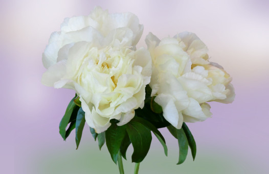 Cheerful Peonies