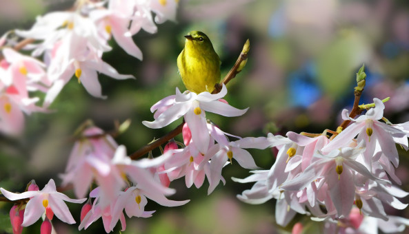 The Beauty Of Springtime