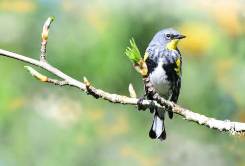 Springtime Warbler