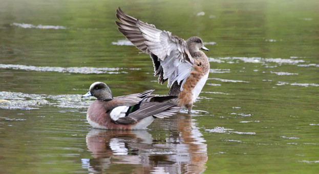 Pair Of Wigeons