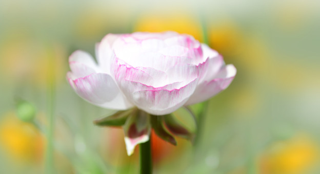 Delicate Spring Bloom