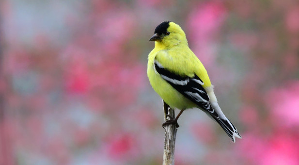 Handsome American Goldfinch