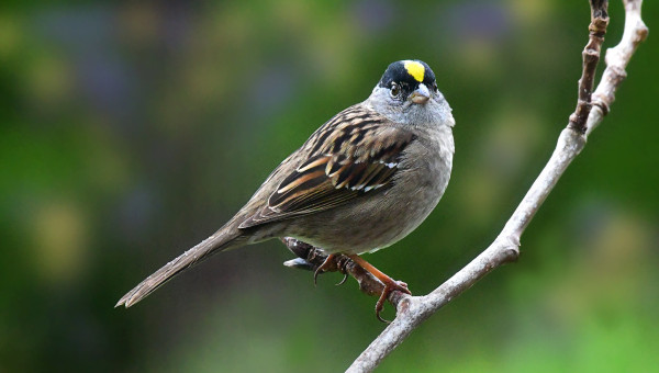 Male Golden-crowned Sparrow