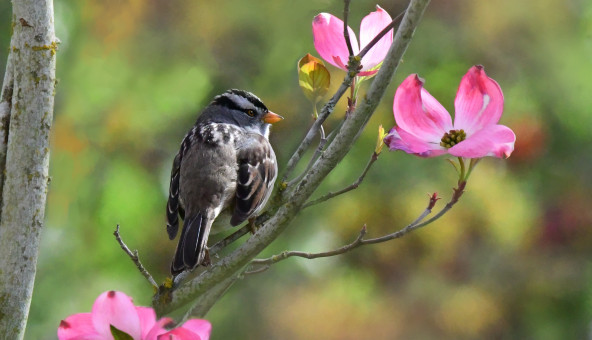 White-crowned Sparrow