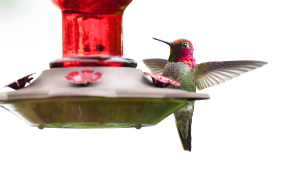 Maria's Daily Visitor