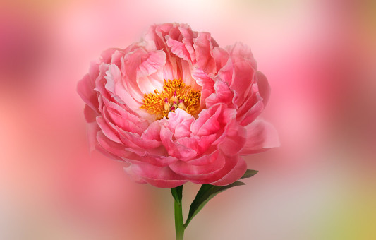 Lovely Peony