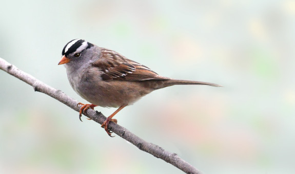 Spring Sparrow