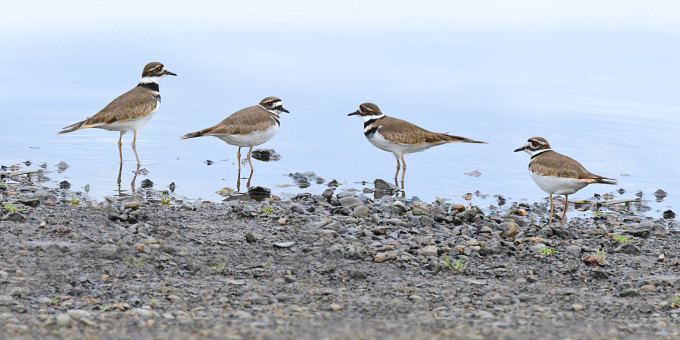 Small Flock Of KIlldeer