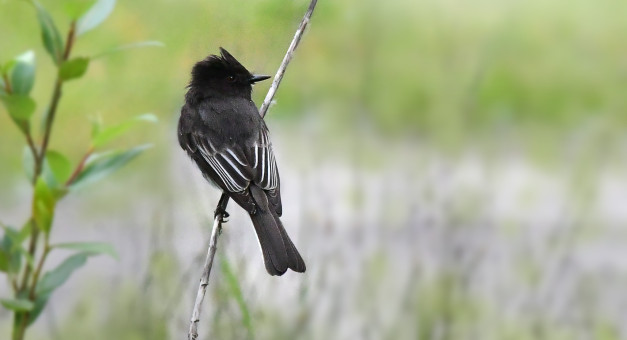 Perched Black Phoebe