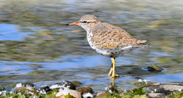 Lakeside Visitor