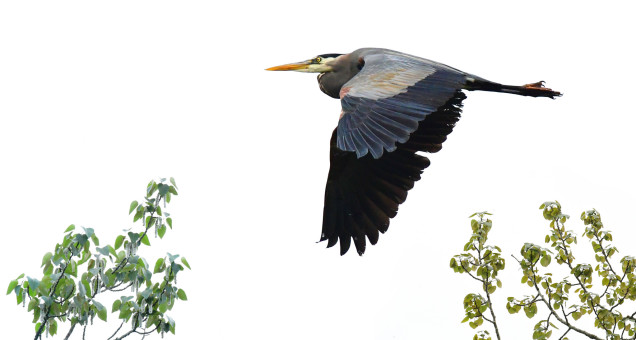 Afternoon Flight