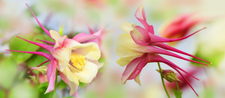 Columbines