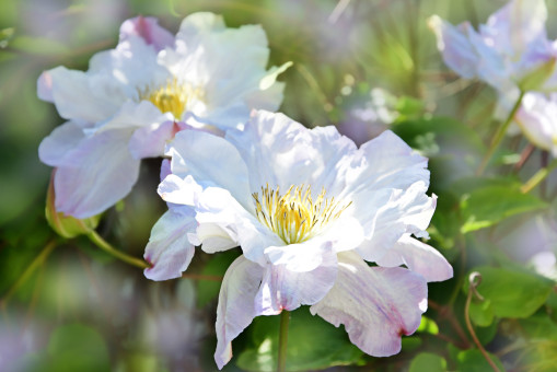 Sumptuous Spring Morning