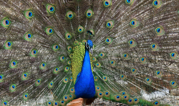 Breathtaking Plumage