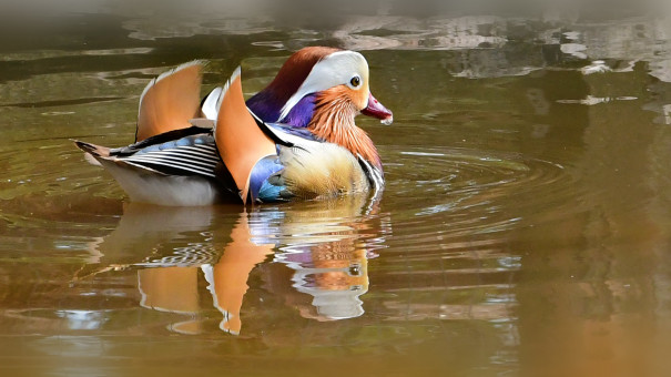 Eye Catching Beauty