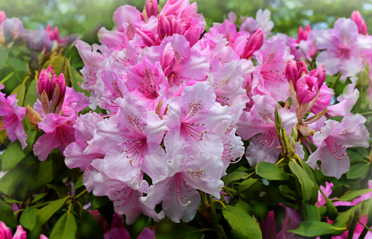 Spring Melody