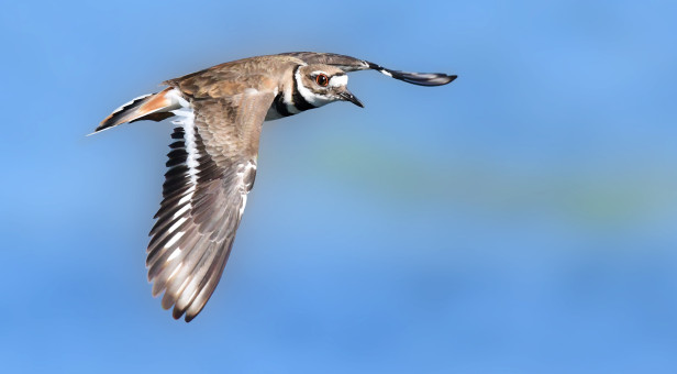 Killdeer Flight