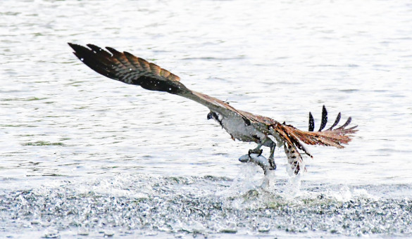 Great Catch