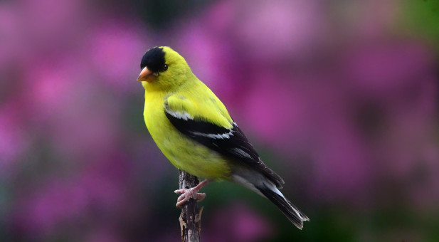 Graceful Finch