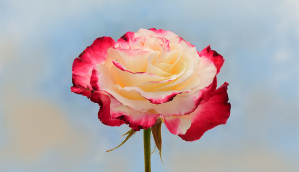 Elegant Rose Petals