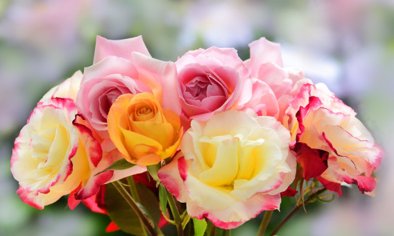 Springtime Celebration