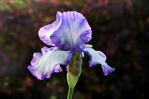 Exquisite Light