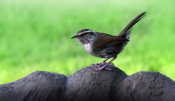Handsome Bewick's Wren