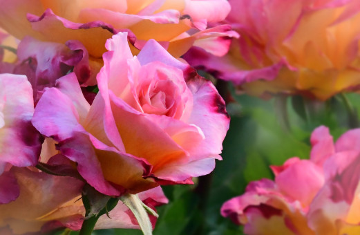 Stop And Smell The Roses