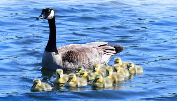 Staying Close To Mom