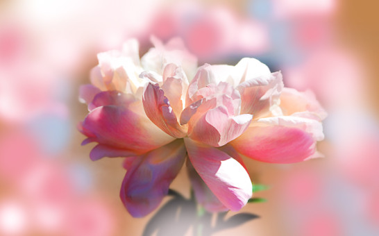 Nice Petals