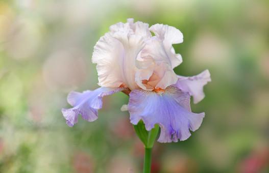 Beautiful Iris