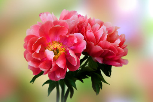 Colors Of Springtime