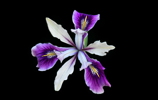 Dazzling Iris