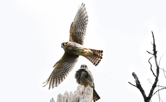 Pair Of Kestrels
