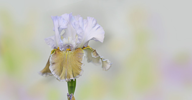 Fragile Beauty