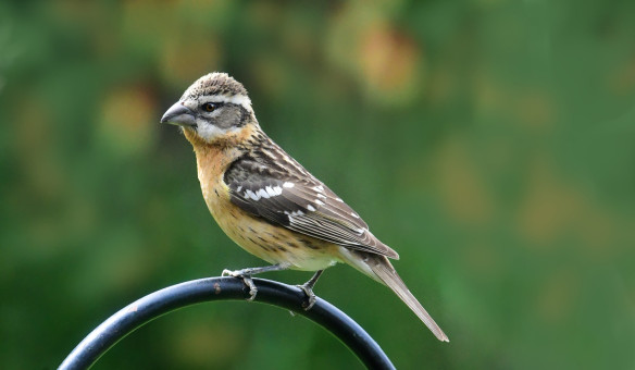 Female Black-headed Grosbeak