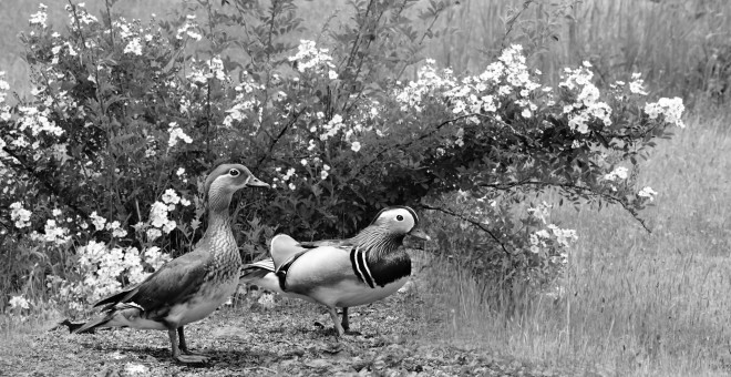 Mandarin Ducks