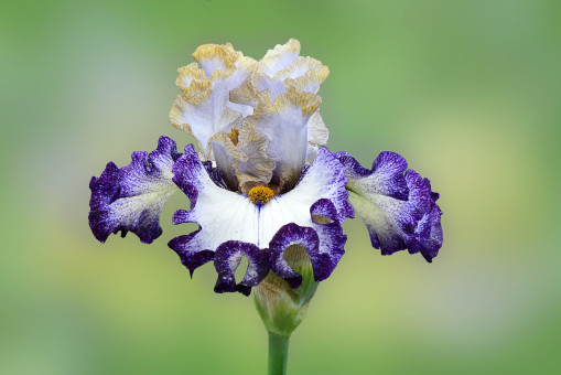 Extraordinary Beauty