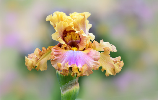 Loveliness Of Springtime