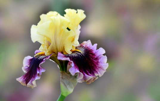Iris Splendor