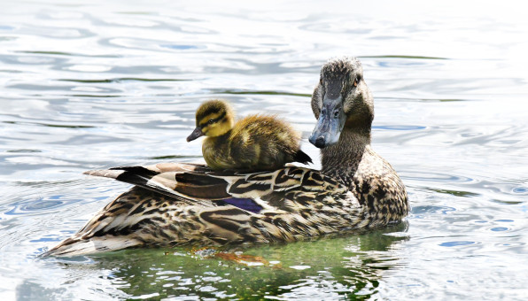 I'd Rather Be With Mom