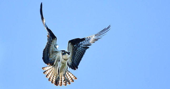 Spotting Fish